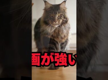 存在感が強すぎる猫…メインクーン｜猫の雑学 #shorts