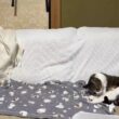 猫の合間にゆるく雑談（モゥちゃんの近況、つくし、だいふくについて）