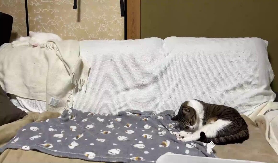 猫の合間にゆるく雑談（モゥちゃんの近況、つくし、だいふくについて）