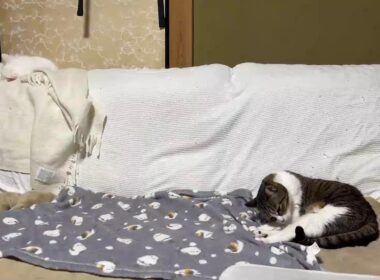 猫の合間にゆるく雑談（モゥちゃんの近況、つくし、だいふくについて）