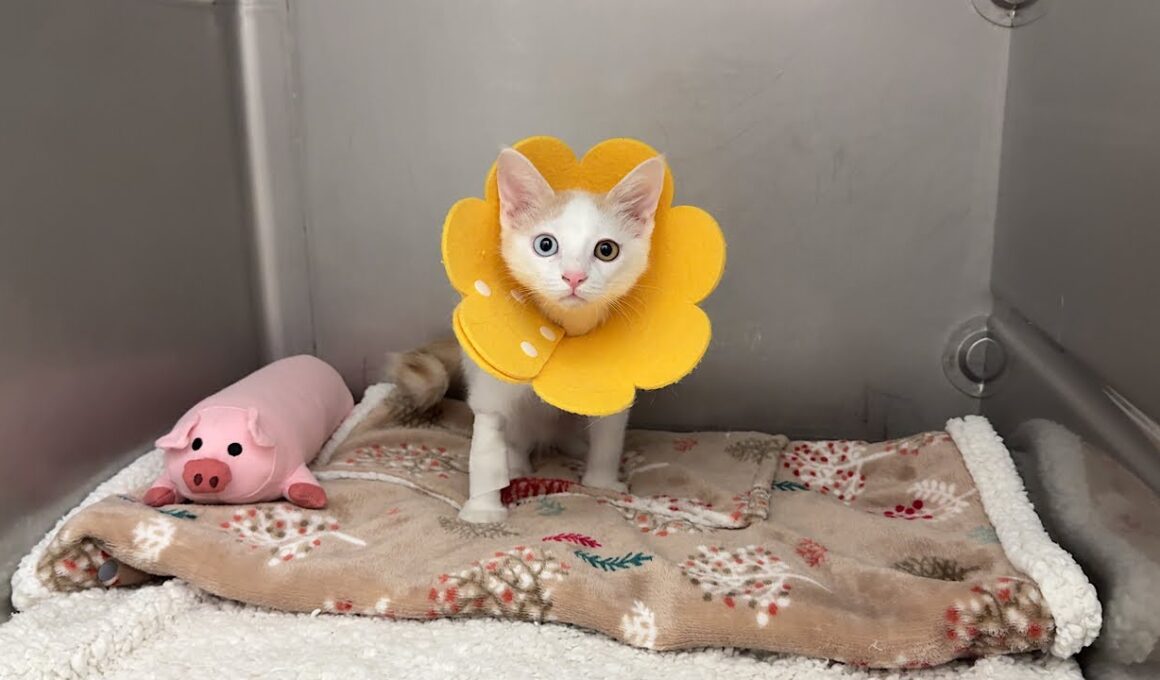 保護した子猫が手術のため入院することになりました。