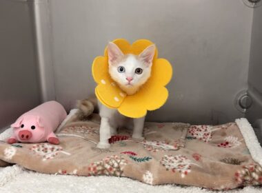 保護した子猫が手術のため入院することになりました。