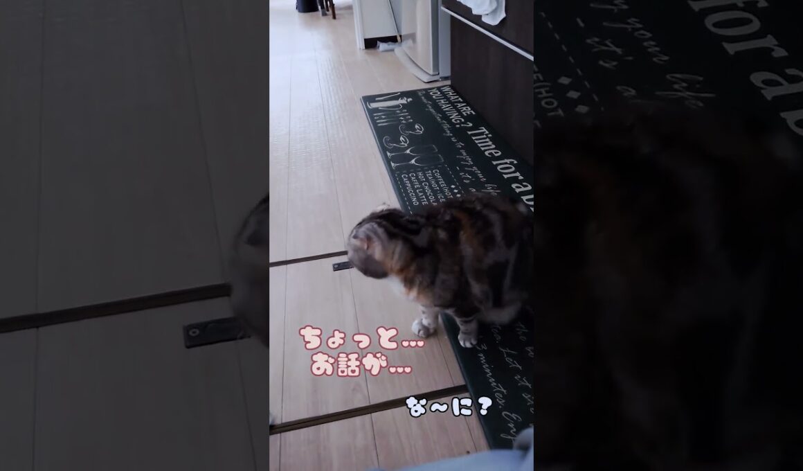 散歩に行きたい😸#shorts #スコティッシュフォールド #猫