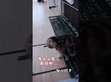 散歩に行きたい😸#shorts #スコティッシュフォールド #猫