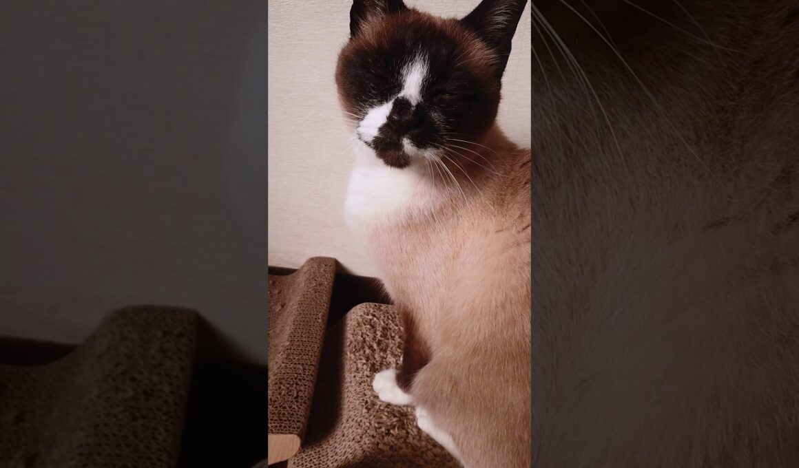 シャム猫さんの朝🐔🌞#猫 #cat #ねこ #cat #Shorts