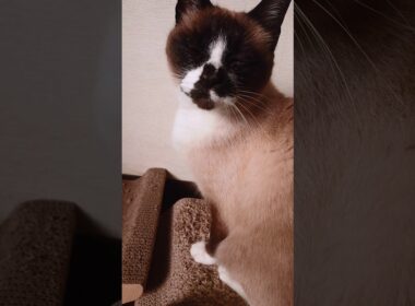 シャム猫さんの朝🐔🌞#猫 #cat #ねこ #cat #Shorts