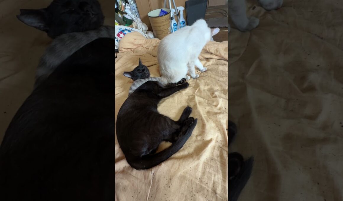 黒猫の黒夢、ピンチ。ヘビと化したシャム雫のシッポが首に