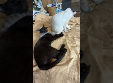 黒猫の黒夢、ピンチ。ヘビと化したシャム雫のシッポが首に