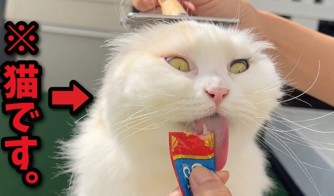 うっかり放送事故レベルの変顔を披露してしまったお猫様がこちら