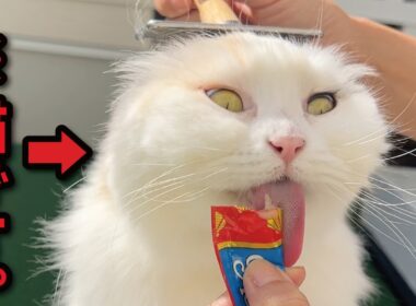 うっかり放送事故レベルの変顔を披露してしまったお猫様がこちら