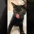 スローモーション黒猫ボンベイ　#cat #ねこ #ねこのいる生活 #ねこのいる暮らし #ねこ動画 #猫 #猫好きさんと繋がりたい #かわいい #癒やし