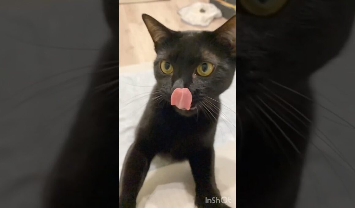 スローモーション黒猫ボンベイ　#cat #ねこ #ねこのいる生活 #ねこのいる暮らし #ねこ動画 #猫 #猫好きさんと繋がりたい #かわいい #癒やし