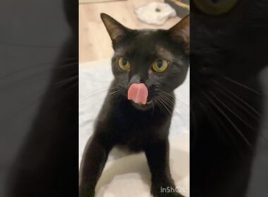 スローモーション黒猫ボンベイ　#cat #ねこ #ねこのいる生活 #ねこのいる暮らし #ねこ動画 #猫 #猫好きさんと繋がりたい #かわいい #癒やし