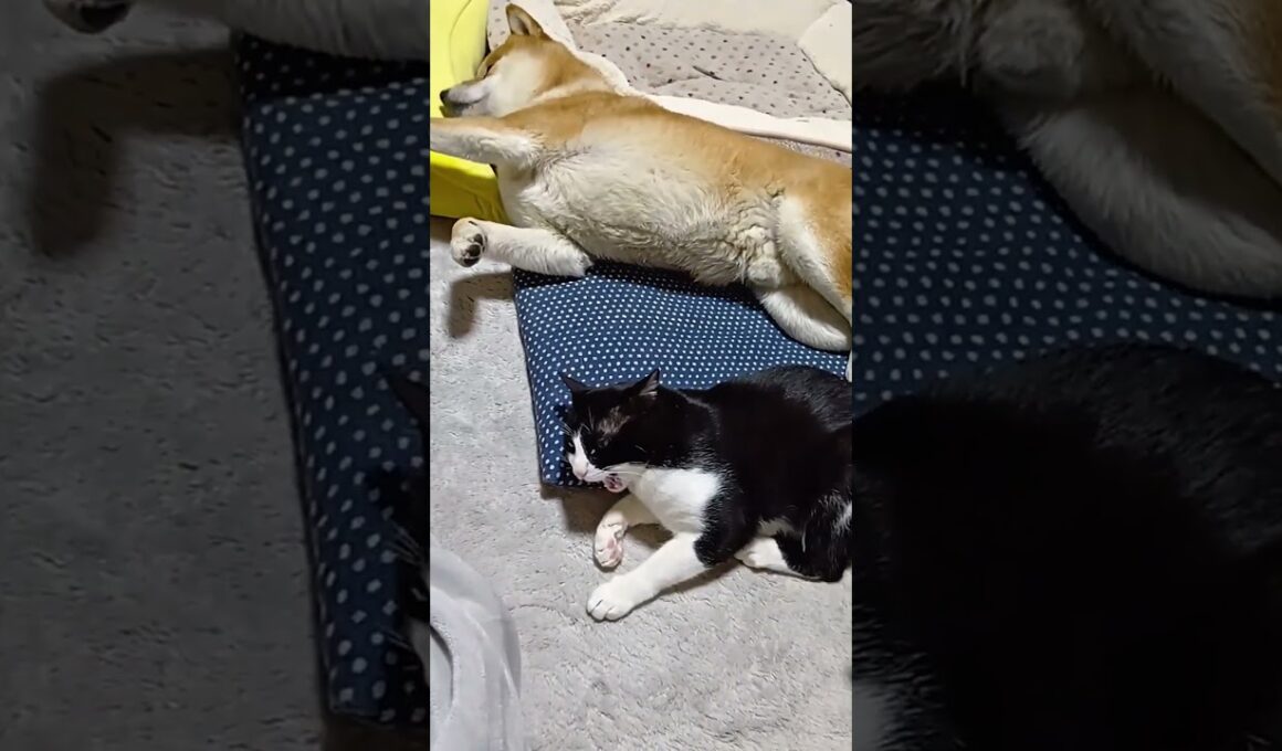 かまってちゃん子猫と柴犬 #柴犬#shorts#いぬ#保護猫#ねこ