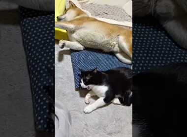 かまってちゃん子猫と柴犬 #柴犬#shorts#いぬ#保護猫#ねこ