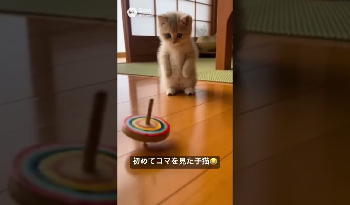 コマにびっくりする子猫😂
