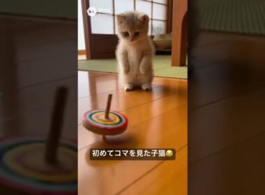 コマにびっくりする子猫😂