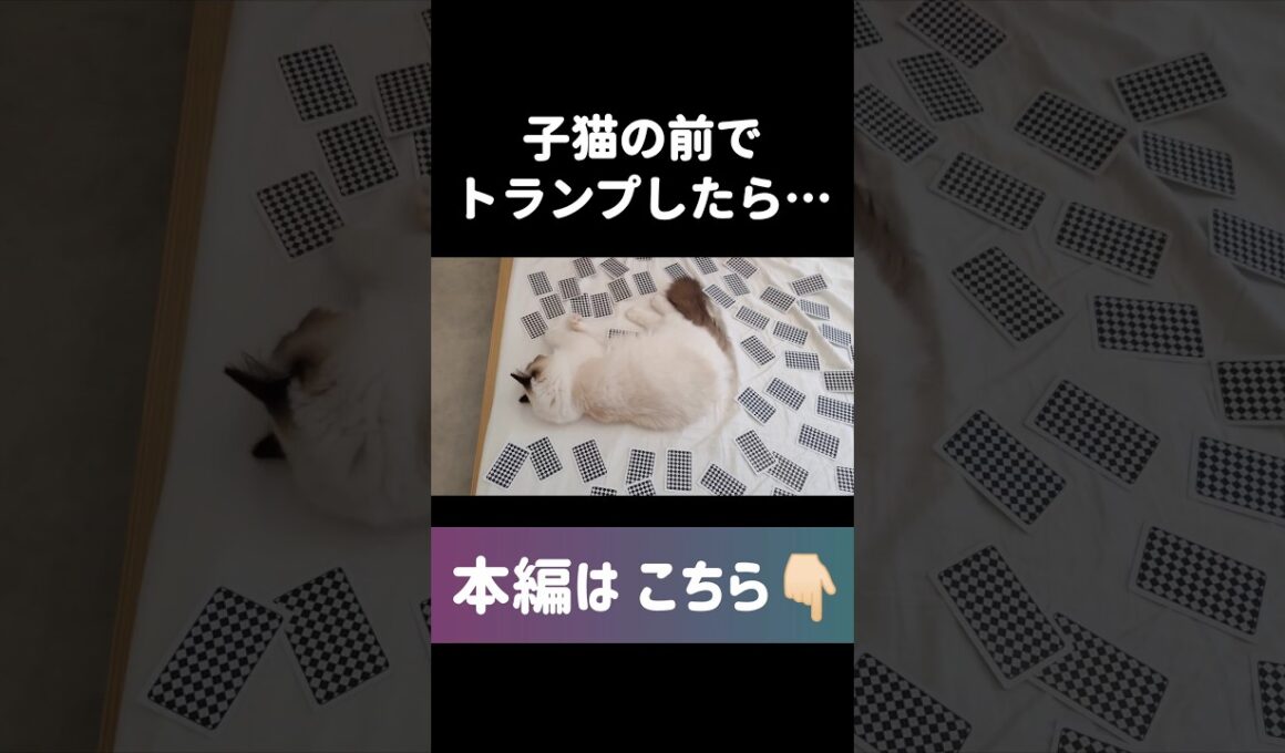 #shorts #猫 #子猫 #ラグドール #甘えん坊猫 #ぬいぐるみ猫