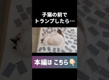 #shorts #猫 #子猫 #ラグドール #甘えん坊猫 #ぬいぐるみ猫