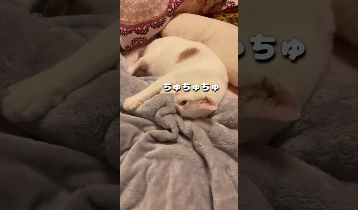 弟猫が赤ちゃんの頃から続けている行動が可愛すぎた