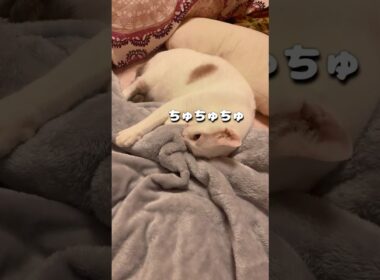 弟猫が赤ちゃんの頃から続けている行動が可愛すぎた