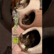 猫用ベッド3つ買ったらこうなった #猫 #ペット