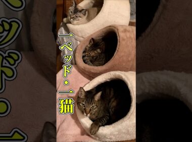 猫用ベッド3つ買ったらこうなった #猫 #ペット