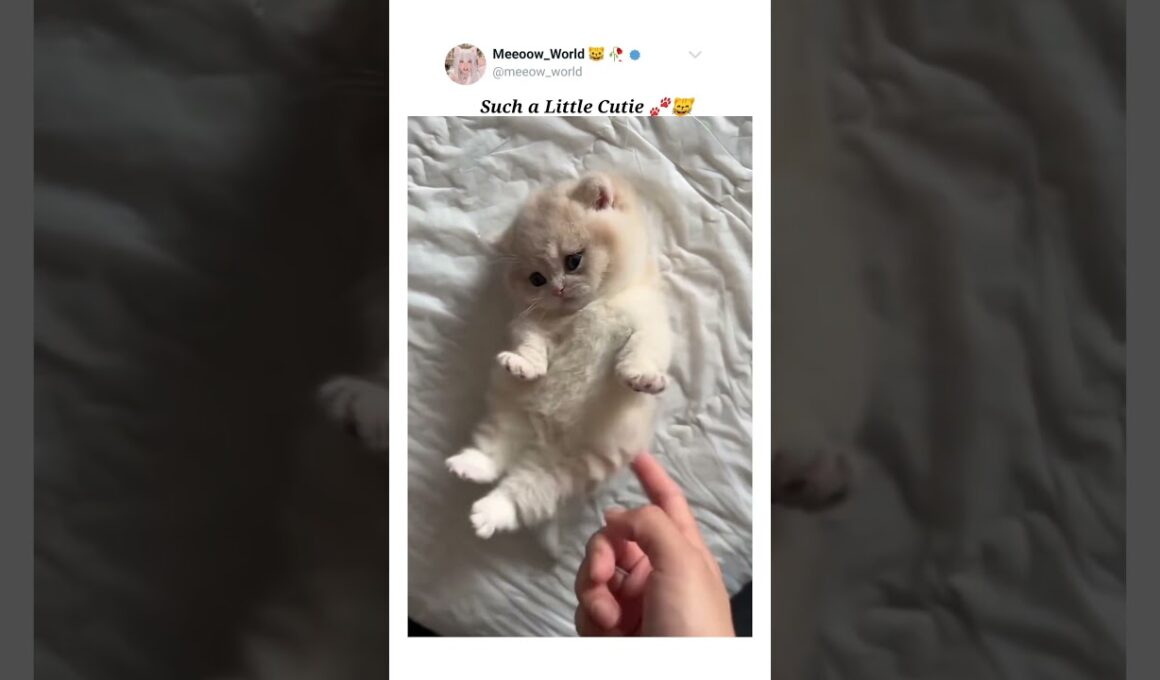 Cute little kitty 😺  #kitten #cat #cuteanimals #cutepets #pets #cutecats #cute #catmeow #cutecat