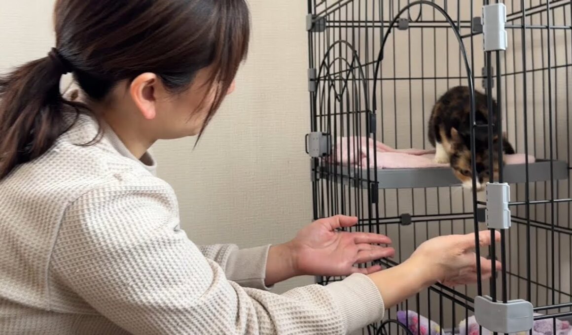 まさか⁈子猫が自分から抱っこに来た？