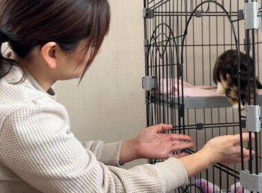 まさか⁈子猫が自分から抱っこに来た？