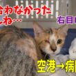 【前編】行き場のない沖縄の子猫達を空輸し動物病院へ