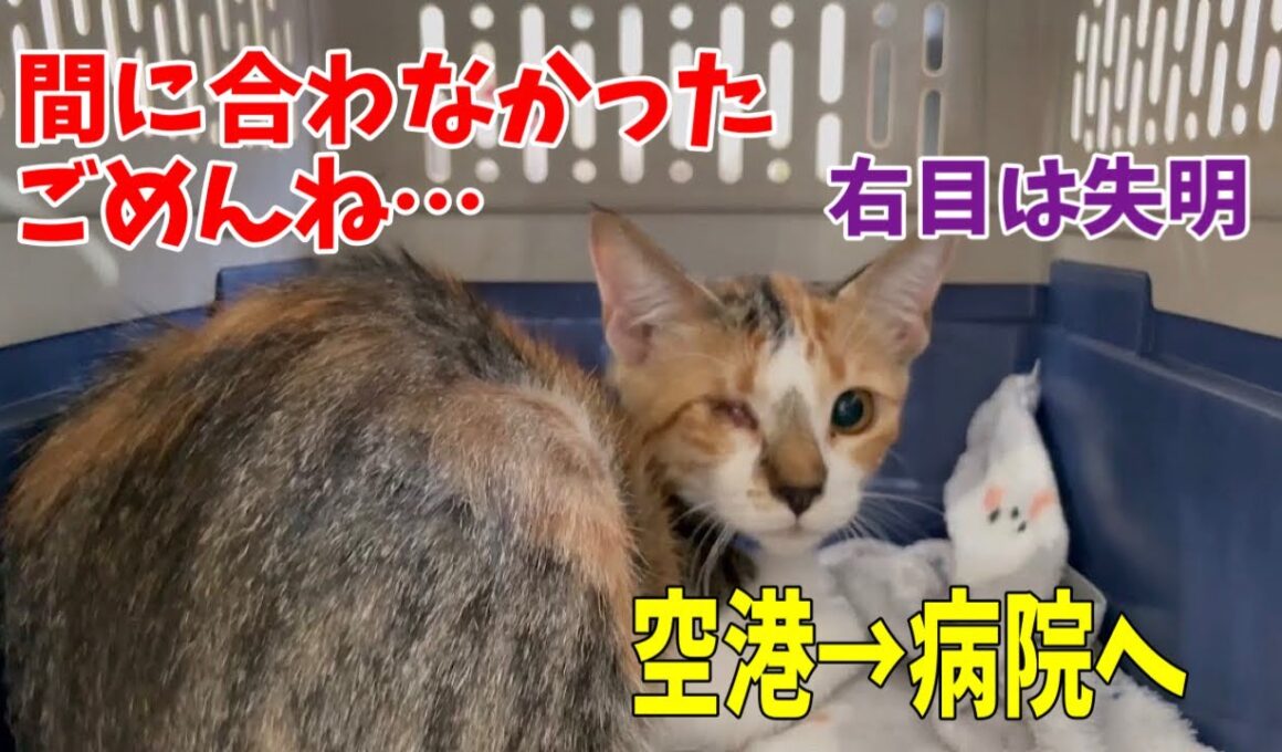 【前編】行き場のない沖縄の子猫達を空輸し動物病院へ