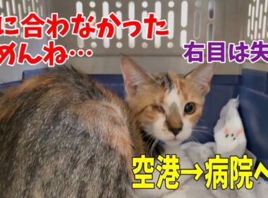 【前編】行き場のない沖縄の子猫達を空輸し動物病院へ