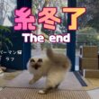 バーマン猫ラフ【糸冬了】The end（バーマン猫）Birman/Cat