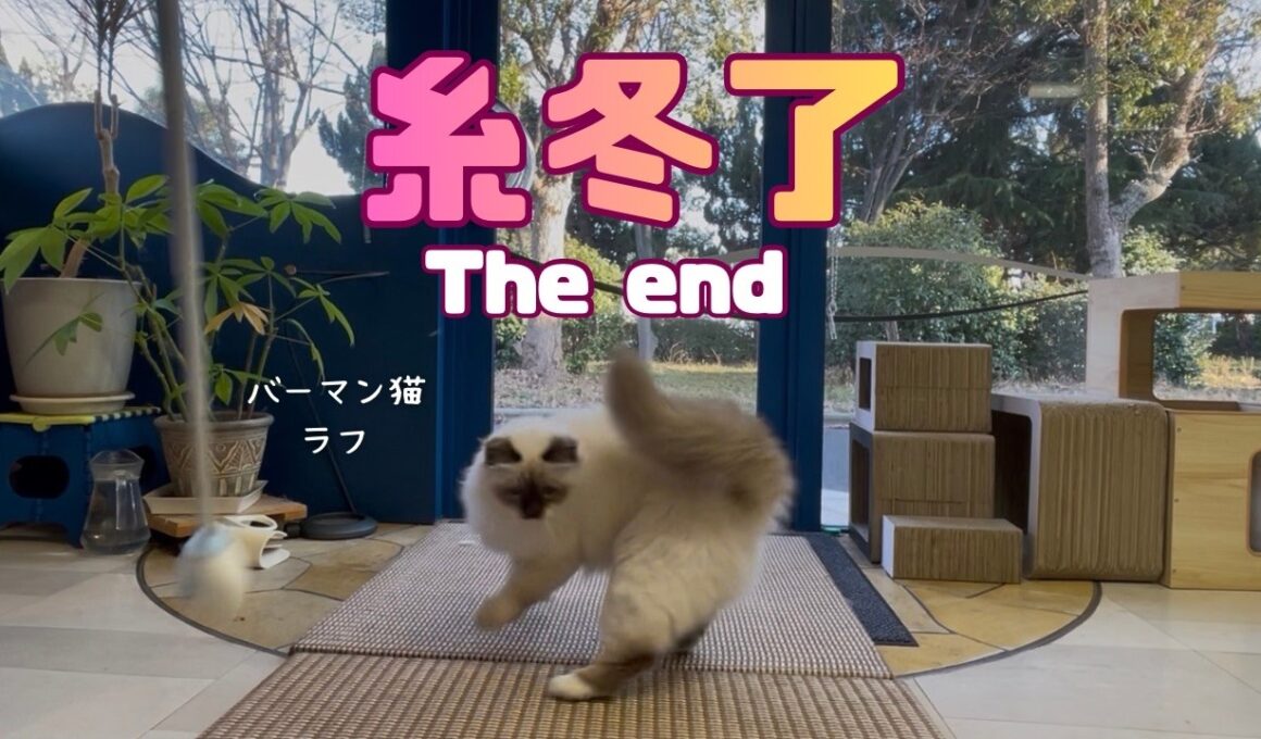 バーマン猫ラフ【糸冬了】The end（バーマン猫）Birman/Cat