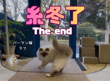 バーマン猫ラフ【糸冬了】The end（バーマン猫）Birman/Cat