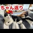 急に寂しくなって赤ちゃんになる子猫まもる