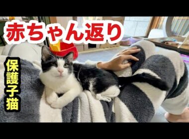 急に寂しくなって赤ちゃんになる子猫まもる