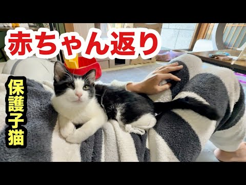 急に寂しくなって赤ちゃんになる子猫まもる
