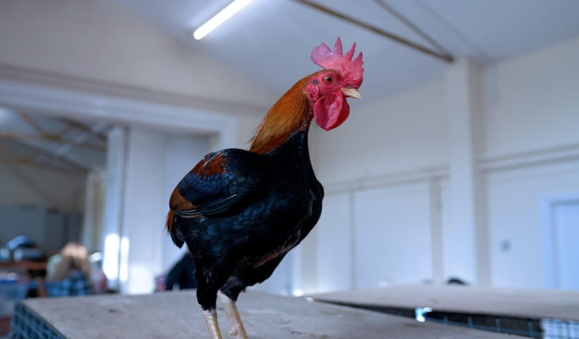 マンクスチキン