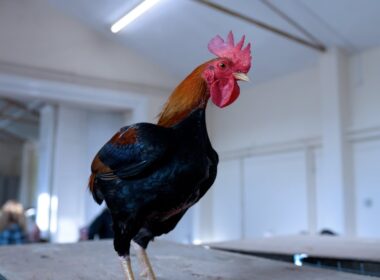 マンクスチキン