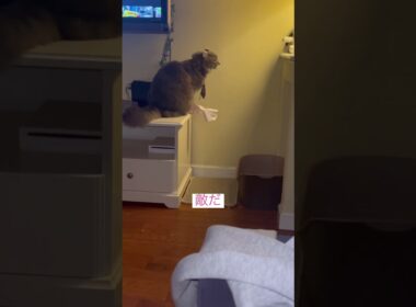 敵だ #アメリカンカール #ねこ動画