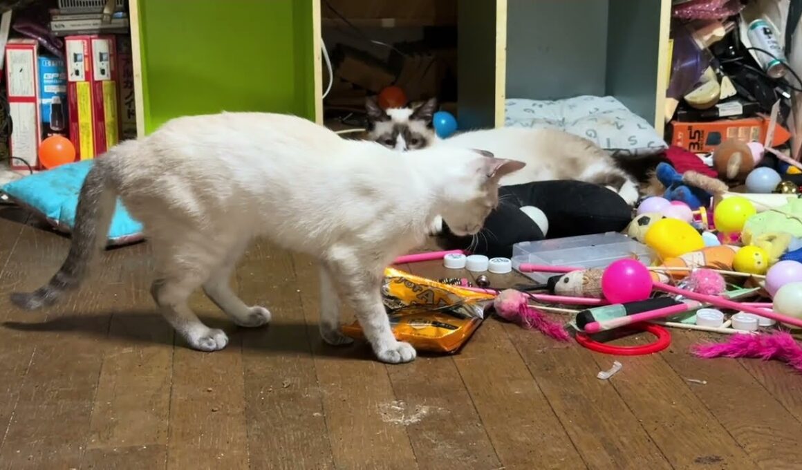 シャム猫のパンダ「妹の雫、なにかで遊びたいみたいだな」