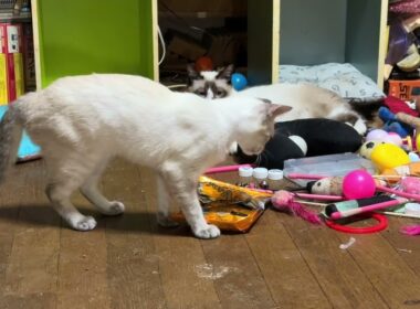 シャム猫のパンダ「妹の雫、なにかで遊びたいみたいだな」