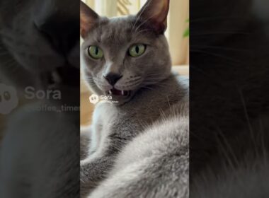 【幸運】銀色の毛並みと「ハート」の顔を持つ猫 / Silver & Heart: The Lucky Korat Cat #shorts