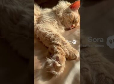 【極上】天然パーマの猫「ラパーム」が美しすぎる / Naturally Curly: The Stunning LaPerm Cat #shorts