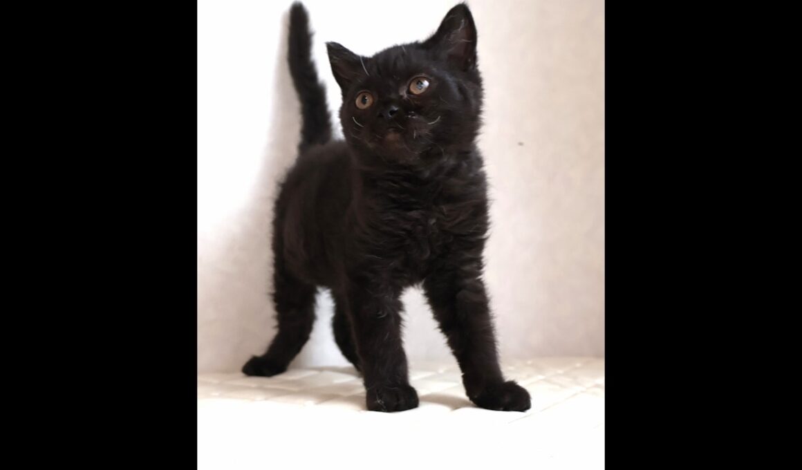 セルカークレックス子猫　Selkirk Rex　2025.12.4産まれ　　ブラック　黒猫　巻き毛　男の子　シーダキャット猫のお店