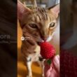 【野性的】家の中に「豹」がいる…？オシキャットの食事 / Tiny Leopard: Ocicat Strawberry Snack #shorts