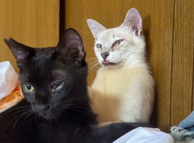 なかよく、ナメナメしてる黒猫の黒夢、シャム雫。だったが、雫、喉が変になり、吐きそうに