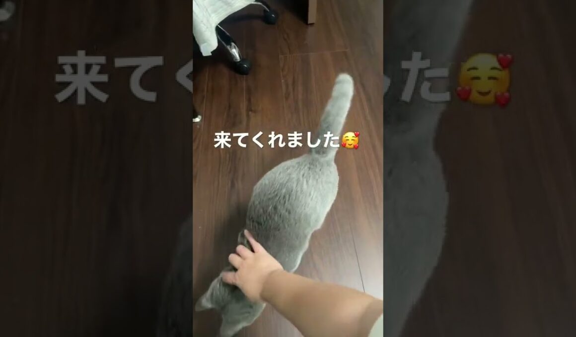 子猫がついに、名前を呼んだらちゃんと来てくれるようになりました #シャルトリュー #子猫 #chartreux #shorts